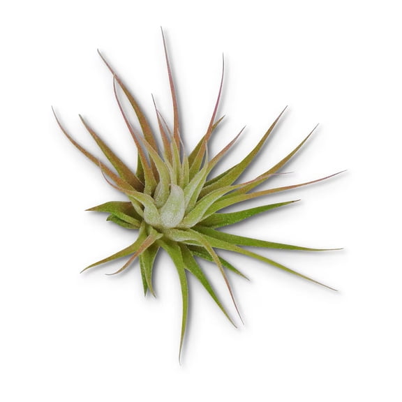 Small Tillandsia Ionantha Guatemala Air Plants, 10 Pack