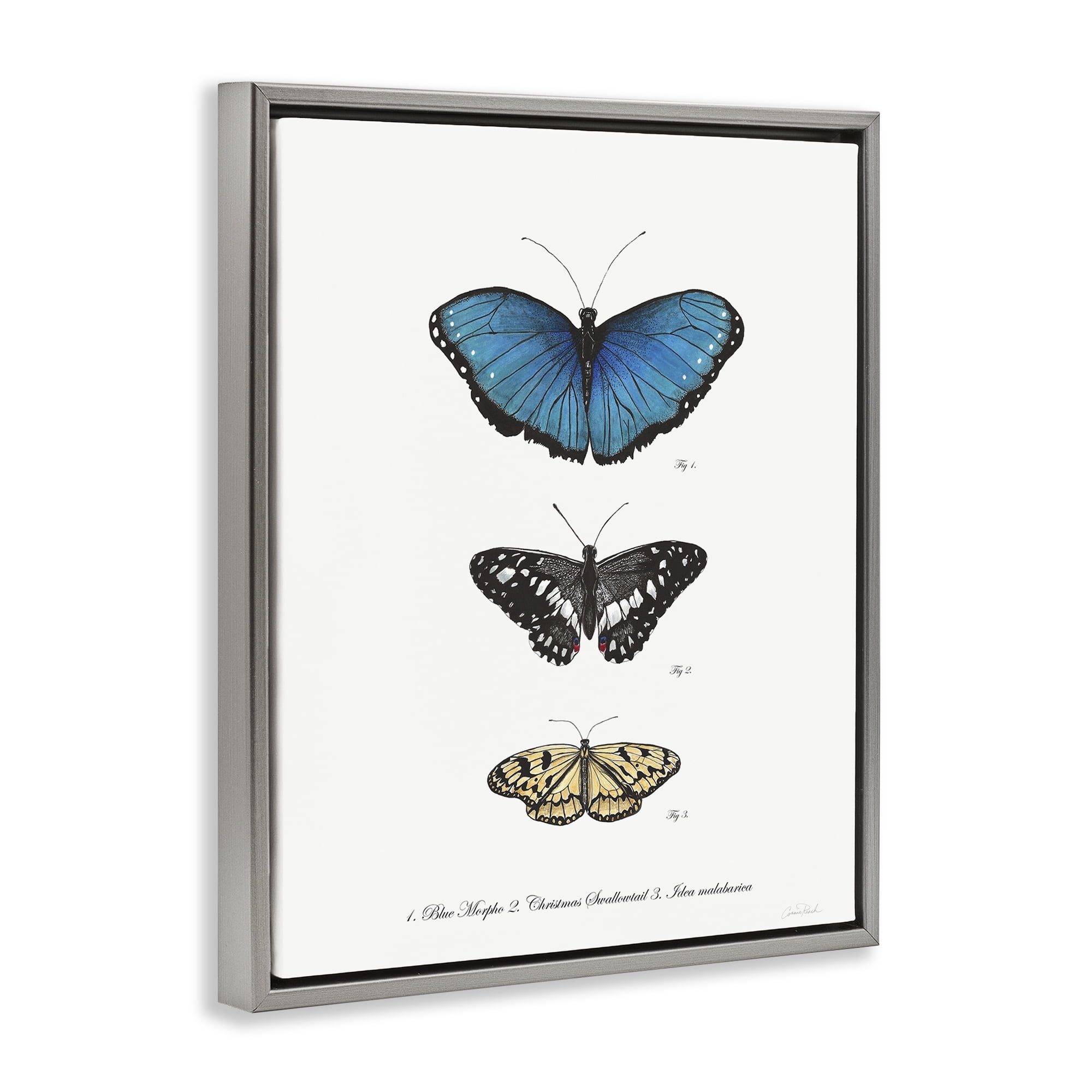 Stupell Industries Vintage Butterfly Specimens Animals & Insects Painting Gray Floater Framed Canvas Art Print Wall Art, 17 x 21