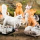 thumbnail image 3 of Oenux Montessori miniatura León tiburón caballo dinosaurio animales modelo conjunto figuras de acción estatuilla zoológico lindo educación niños juguete para regalo, 3 of 4