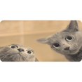 thumbnail image 1 of Funny Cats Photo License Plate, 1 of 1