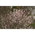 thumbnail image 3 of Direct Gardening 1 Gal. Pot, Purple Leaf Sand Cherry Cistena Plum Potted Flowering Shrub, 3 of 6