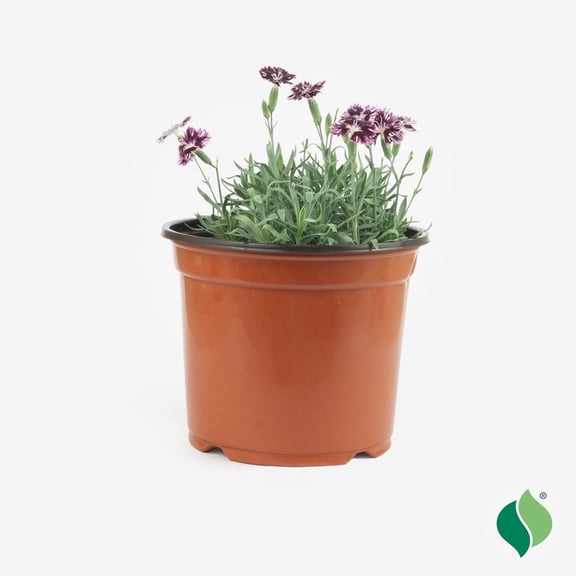 1 Gallon Dianthus EverBloom™ 'Raspberry Jam'