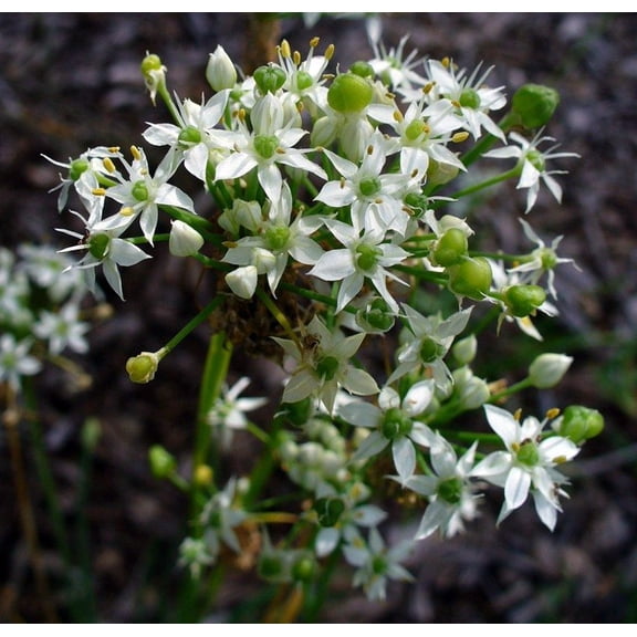Garlic Chives - Chinese Leeks - Hardy Perennial - 4" Pot