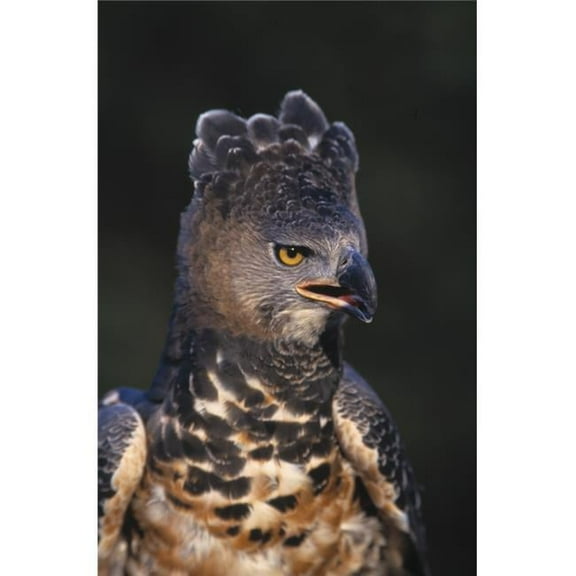 African Crowned Eagle Poster Print by Natural Selection David Ponton - 11 x 17