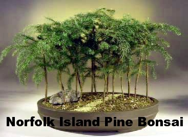 Ohio Grown Norfolk Island Pine Indoor Christmas Tree 4 Pot Walmart Com Ohio Grown Norfolk Island Pine Indoor Christmas Tree 4 Pot Walmart Com