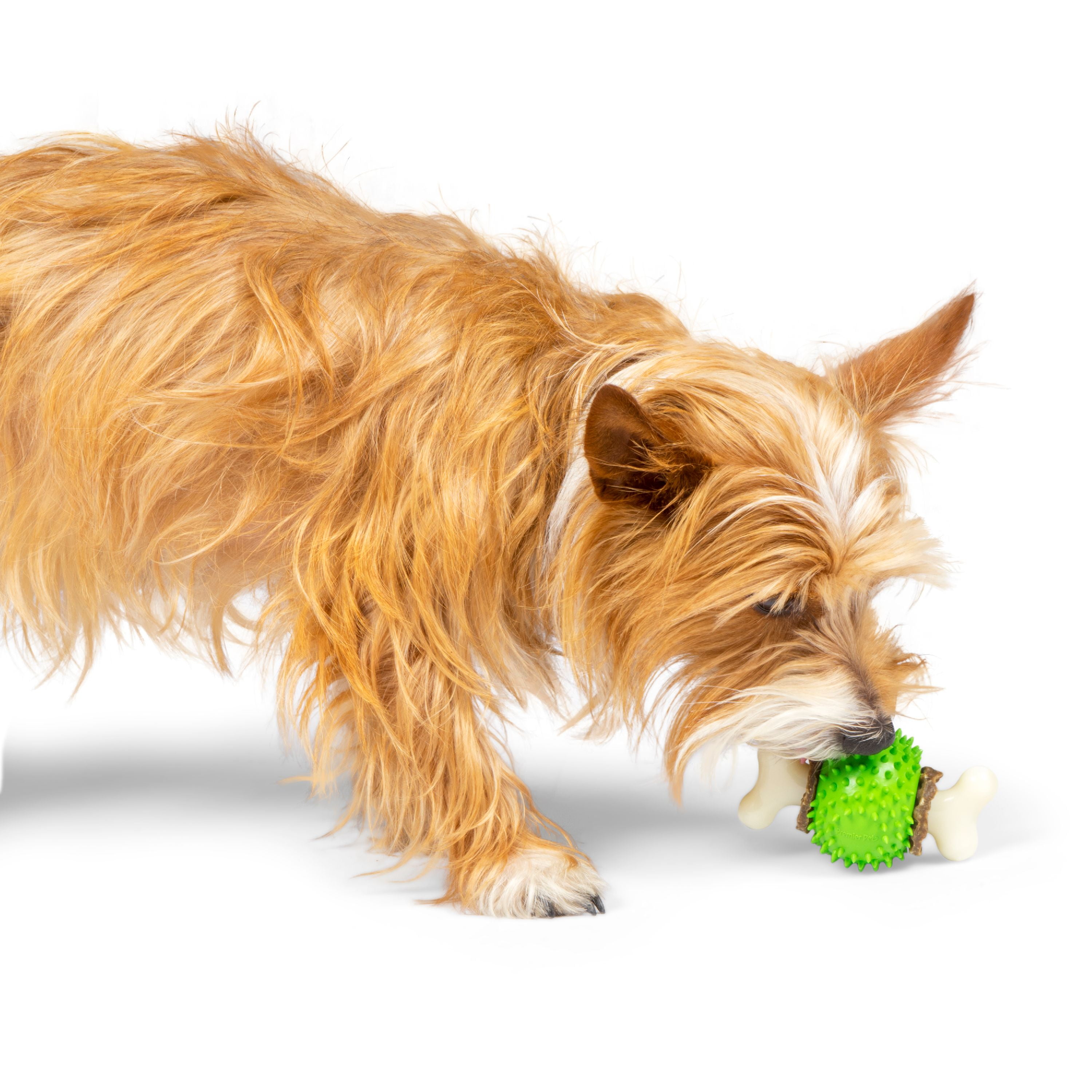 Premier Pet Rawhide Chew Ring Small and Ring Holding Ball Bundle Small