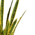 thumbnail image 4 of Vintage Home Artificial Faux Real Touch 47'' Tall Snake Plant (Sansevieria), 4 of 5