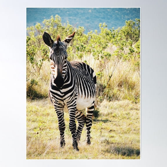 Zebra In South Africa Poster Wall Art, Modern Wall Decor For Living Room Bedroom, 8x12 UNFRAMED