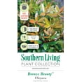 thumbnail image 5 of Southern Living Bronze Beauty Cleyera Live Shrub in 3-Gallon Grower Pot, 5 of 8
