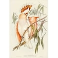 thumbnail image 2 of Gould, John 11x14 Black Ornate Wood Framed with Double Matting Museum Art Print Titled - Leadbeaters Cockatoo-Cacatua Leadbeaterii, 2 of 4