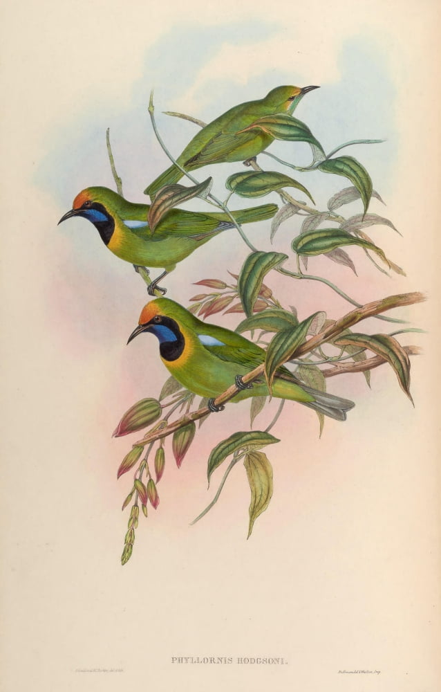 Birds Of Asia 1850