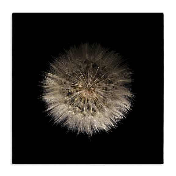 Stupell Industries Wispy Dandelion on Black Canvas Wall Art, design by Beth Adoette