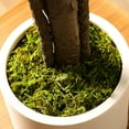 thumbnail image 6 of Ficus Artificial Tree 6ft Tall Fake Ficus Tree for Home Decor Indoor Faux Silk Ficus Plant Fake Floor Plant in White Imitation Ceramic Planter, 6 of 6