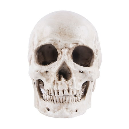 Simulation Resin Lifesize 1:1 Human Skull Model Medical Anatomical Tracing Medical Teaching Skeleton Halloween Decoration Statue