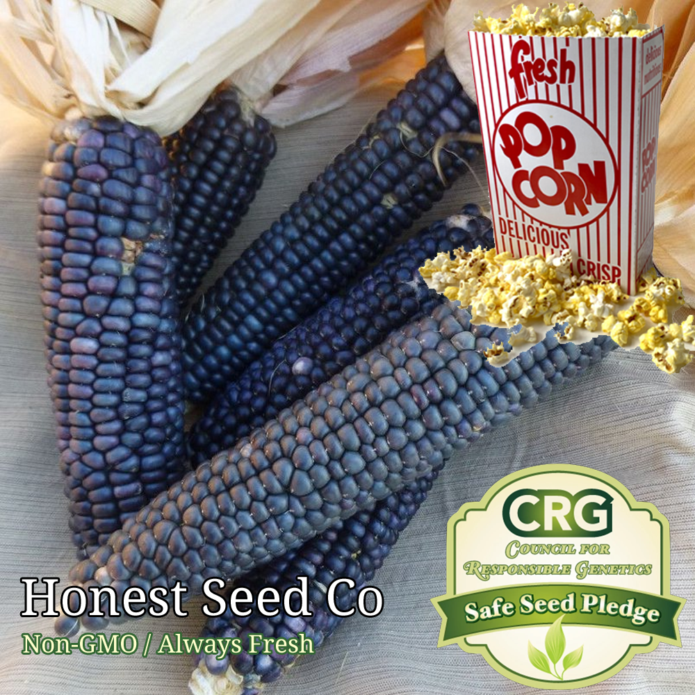Shaman's Blue Popcorn Seeds NonGMO Heirloom Grow your own