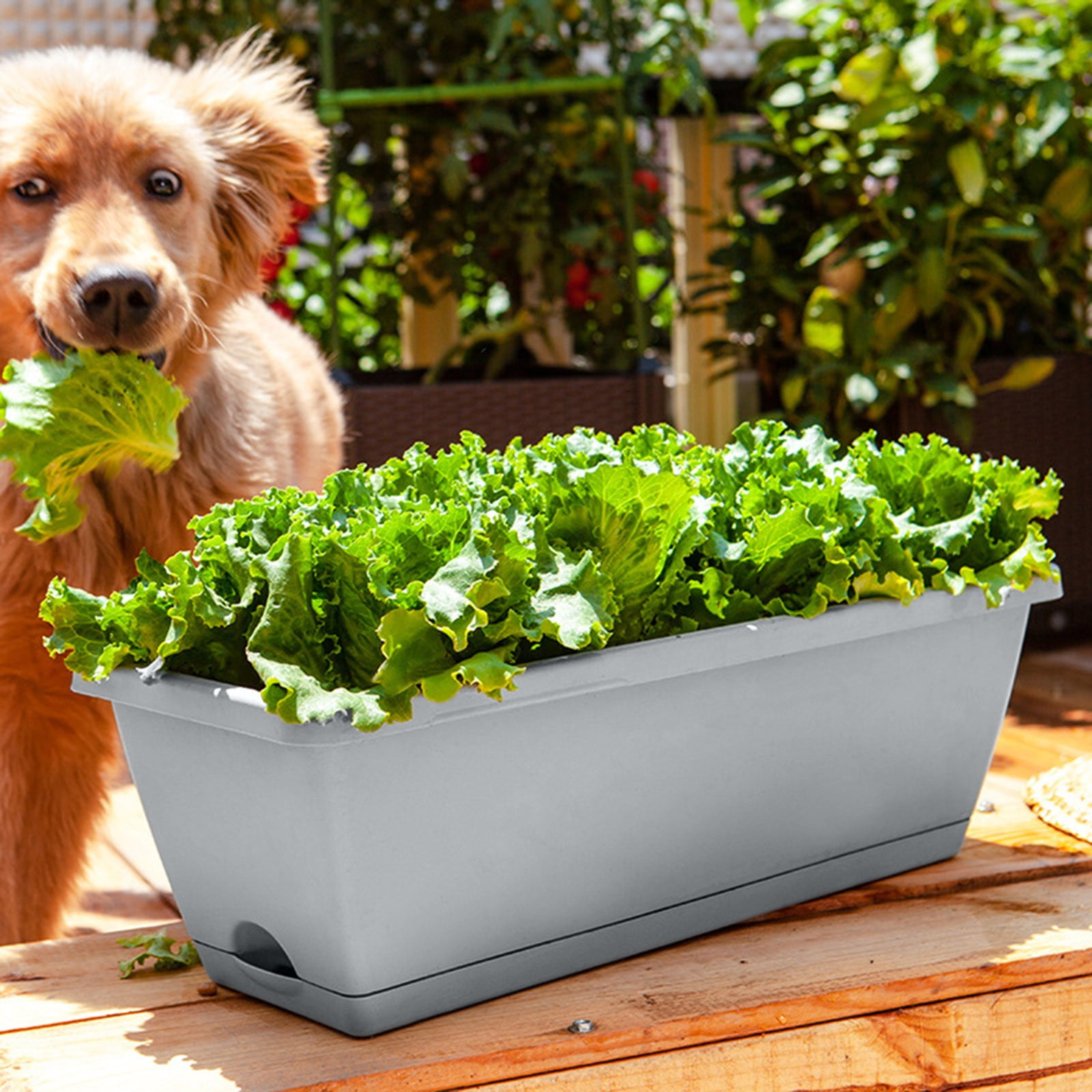 Nomeni Plant Pots Clearance, Vegetable Planting Pot Plastic Flower Pot Balcony Vegetable Planting Trough Garden Supplies