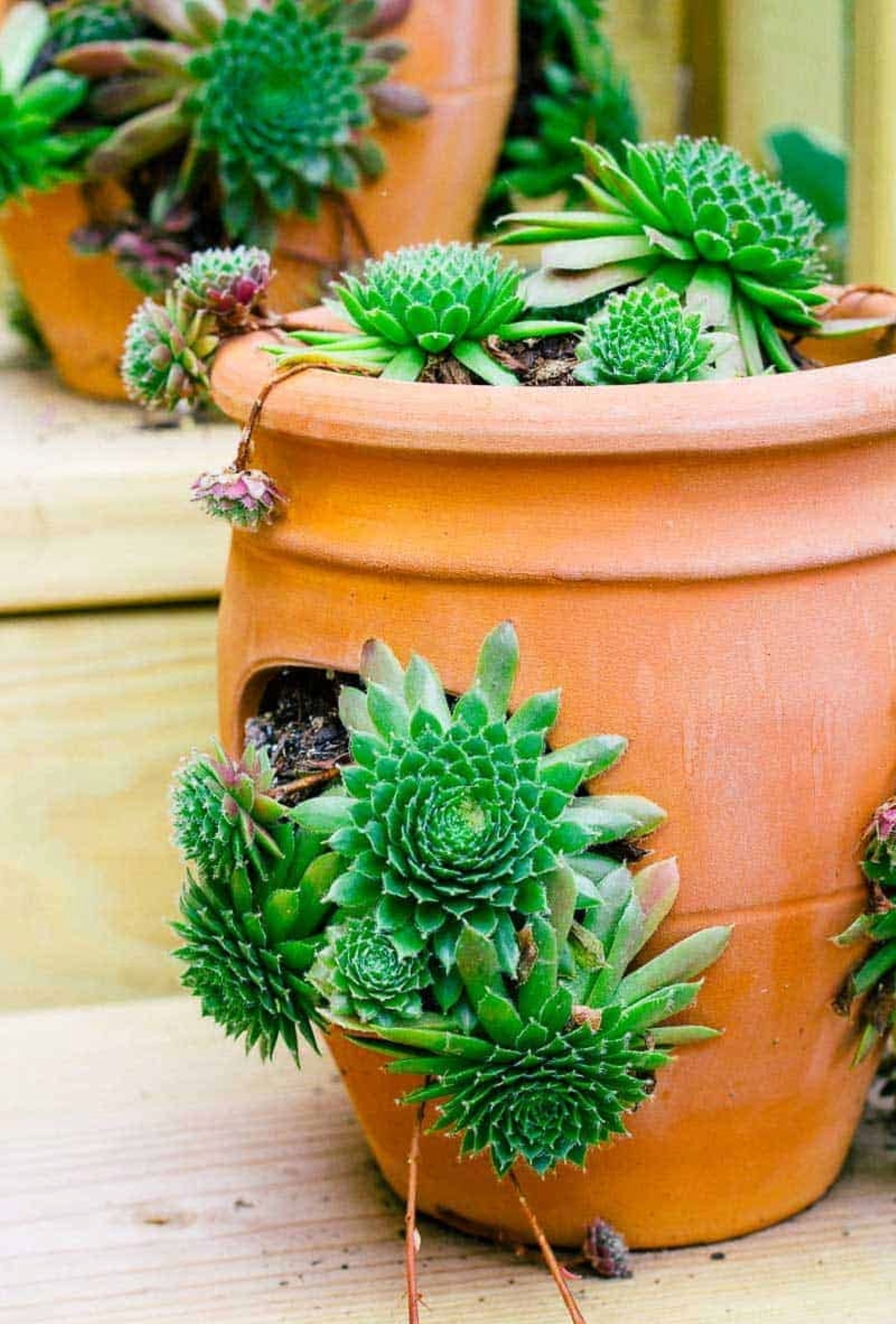 Expert Gardener Hens N Chicks Perennial Succulent Spring Live Plants Outdoor, Various Colors, 1 Pint
