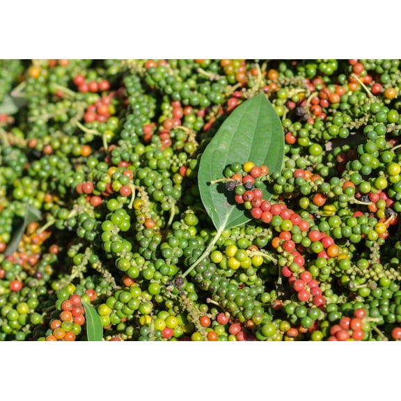 Black Pepper Plant 4-6" Tall for Planting, Piper Nigrum Live Plant, Herb Plant for Garden, Perennial Climbing Vine Plant