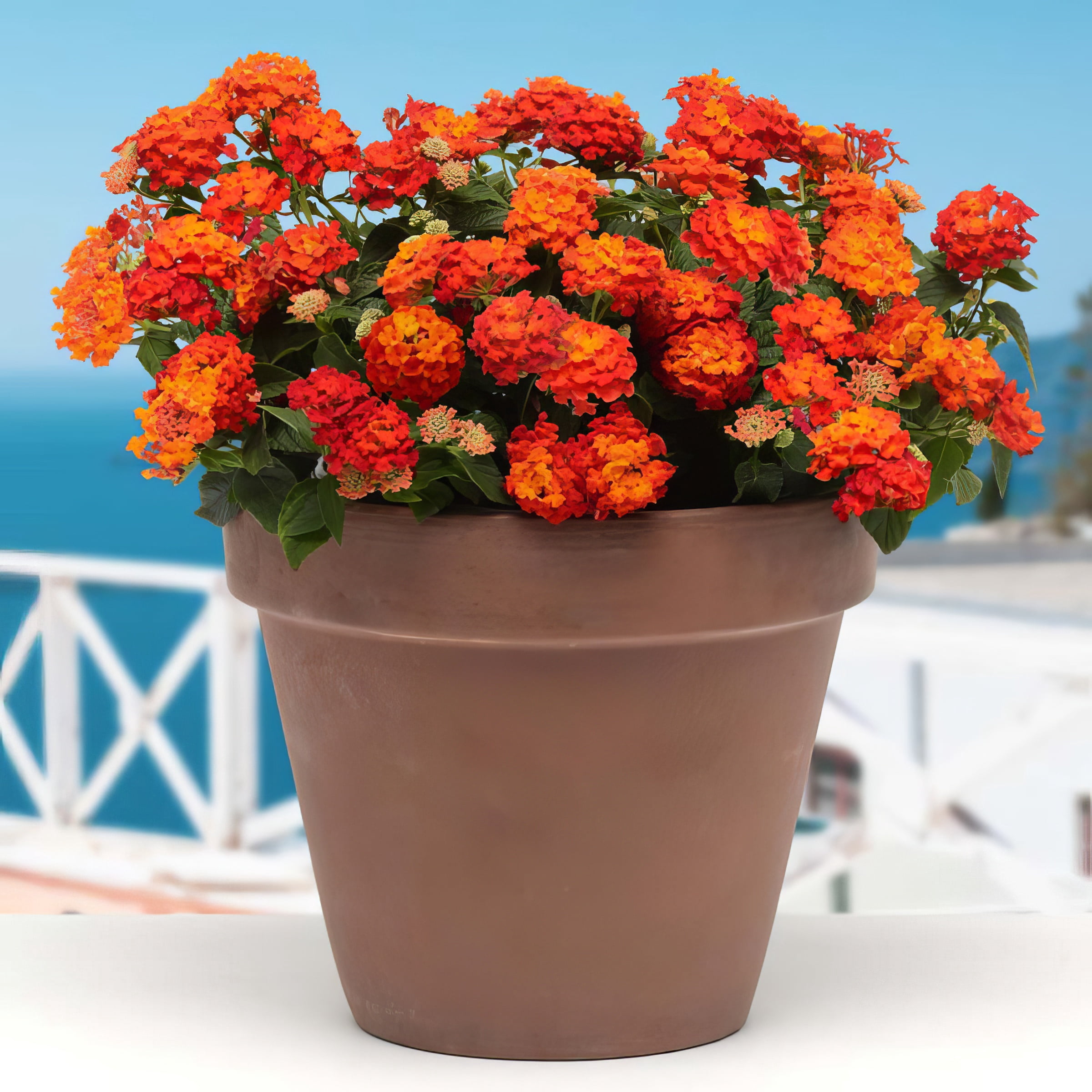 Live Annual 4" Lucky Red Lantana (3-Pack)  with Full Sunlight