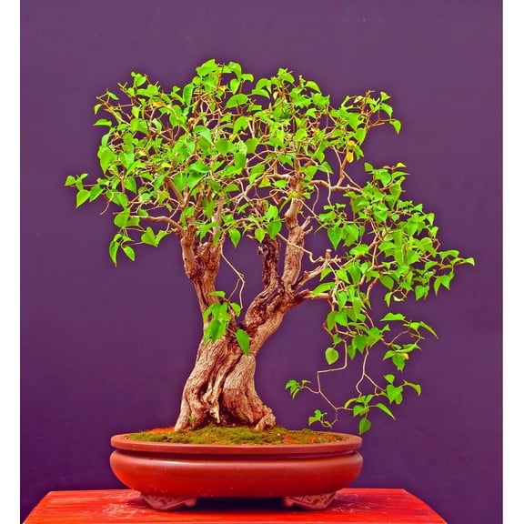 White Lilac Bonsai Tree Seeds | 30 Seeds | Highly Prized for Bonsai, Stunning White and White Blooms Blooms