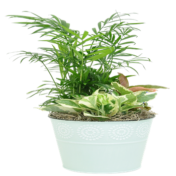 Costa Farms Live Indoor 15in. Tall Multicolor Exotic Angel  Garden, Indirect Sunlight, in 6in. Ceramic Pot