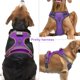 thumbnail image 2 of Chaleco de perro iluminado Vizbrite LED recargable para perros, 2 of 6