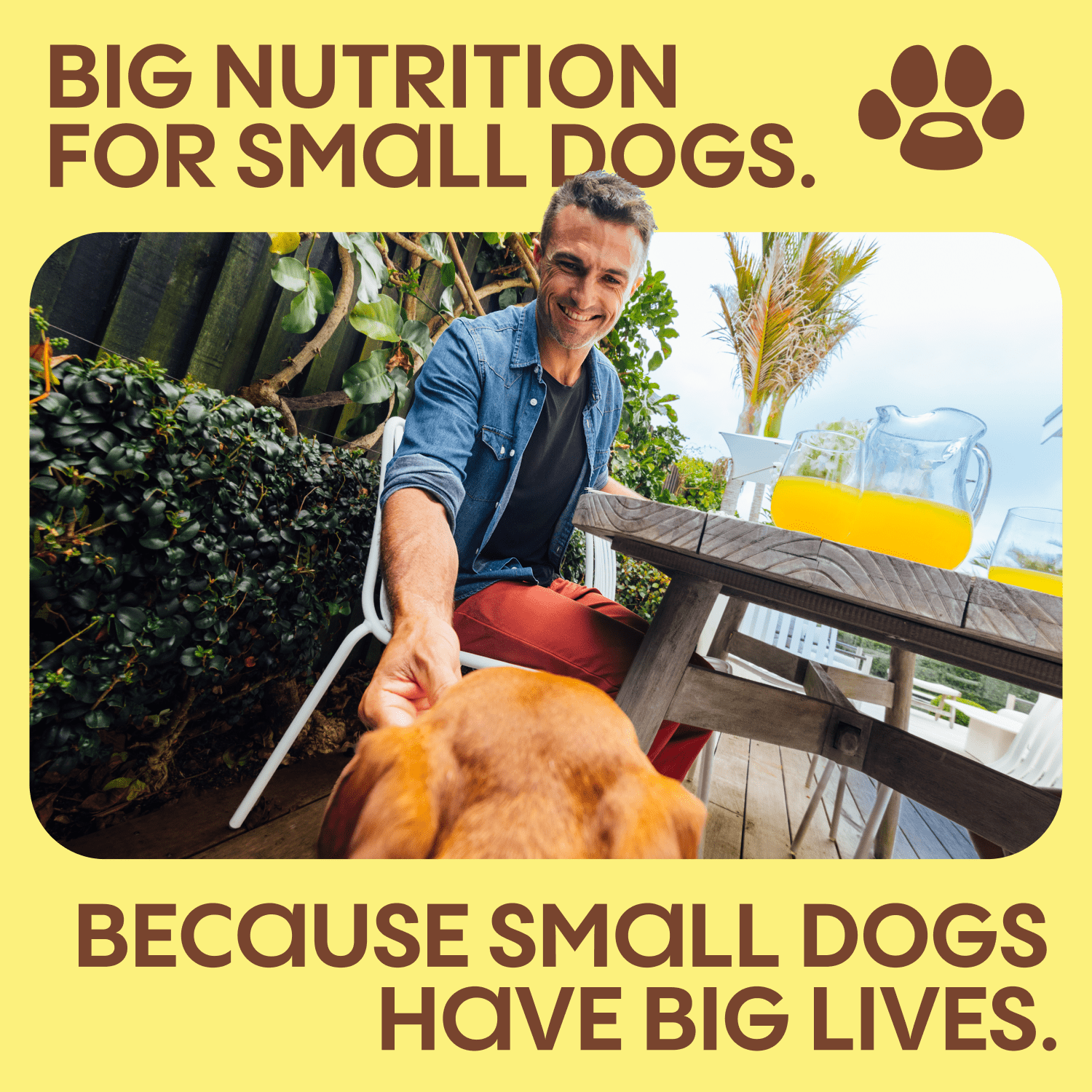 (24 pack) Small Matters Adult Dog Food for Small Dogs, Lamb & Rice Medley Chunks in Gravy, 3.5oz Pouch