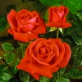 Dormant Mini Roses Tropicana Dormant Bare Root Hybrid Tea Rose, Includes one dormant plant ...