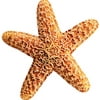 Classic Accents� - Starfish