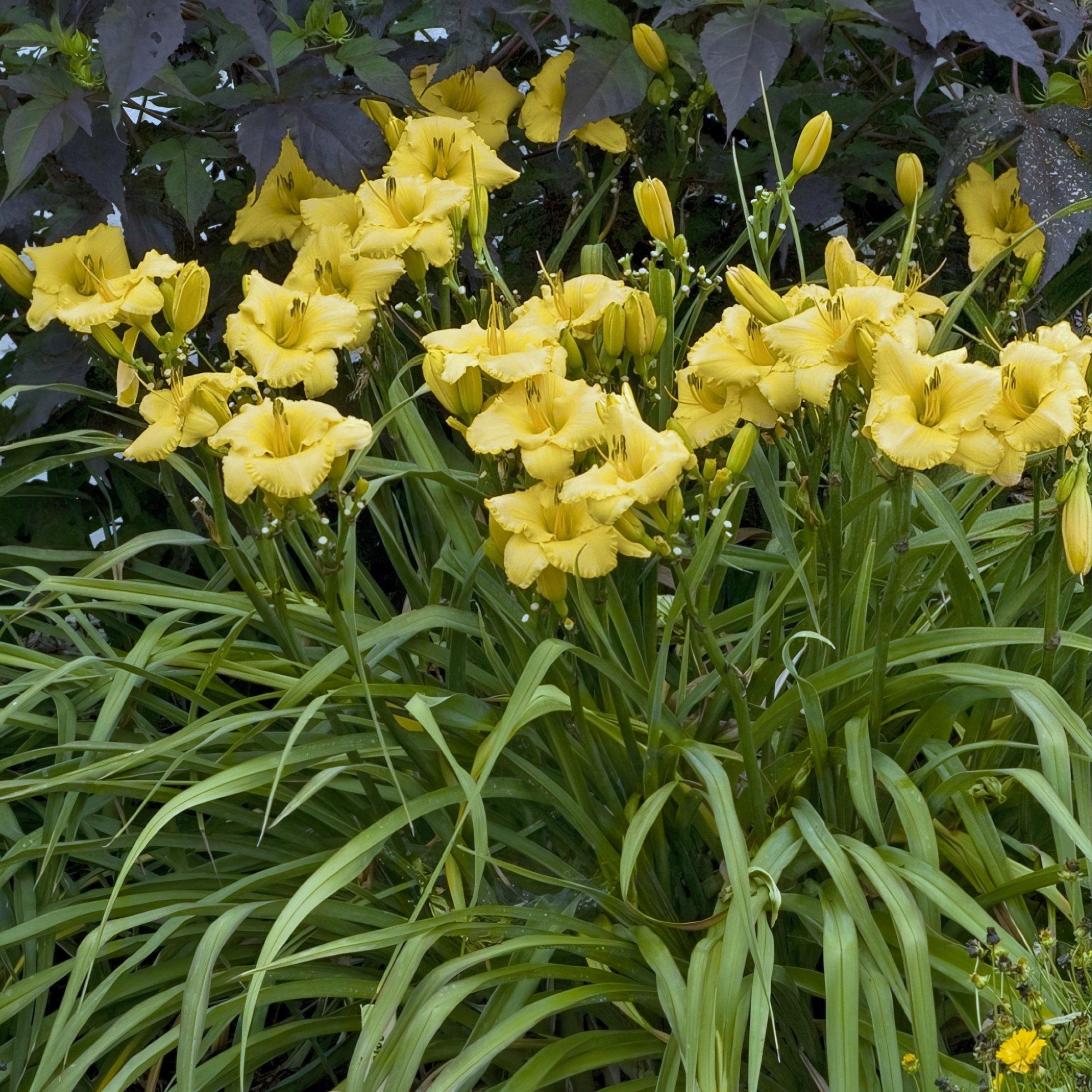 National Plant Network 1 gal. Daylily Big Time Happy Perennial Plant (4-Pack)