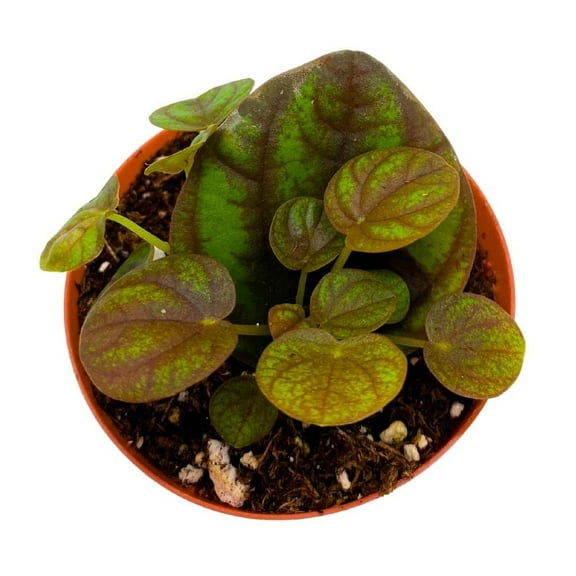 Peperomia Peppermill 2 inch Pixie Pep