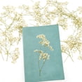 thumbnail image 5 of 50 Pcs White Baby's Breath Real Natural Dried Pressed Flowers Real Pressed Dried Flowers Mini Gypsophila Baby's Breath for Making Wedding Card DIY Art Floral Decors, 5 of 8