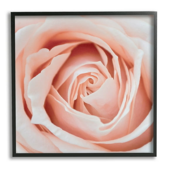 Stupell Industries Pink Close Up Rose Botanical & Floral Photography Black Framed Art Print Wall Art, 12 x 12