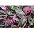 thumbnail image 3 of 150 TRIPLE PURPLE ORACH Mountain Spinach Atriplex Hortensis Leaf Vegetable Purple Greens Seeds, 3 of 3