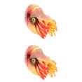 thumbnail image 4 of 2pcs Plastic Nautilus Model Simulated Marine Animal Model Sea Animals Statue Ornament, 4 of 6
