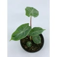 thumbnail image 3 of Alocasia Ivory Coast Variegated, Elephant Ear African Plant, Clear Green, 3 of 9