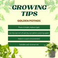 thumbnail image 5 of Golden Pothos Live Plant, 3 - 5 Inches Tall, Pothos Vine for Patio or Containers,  Zones 10 - 12, 5 of 5