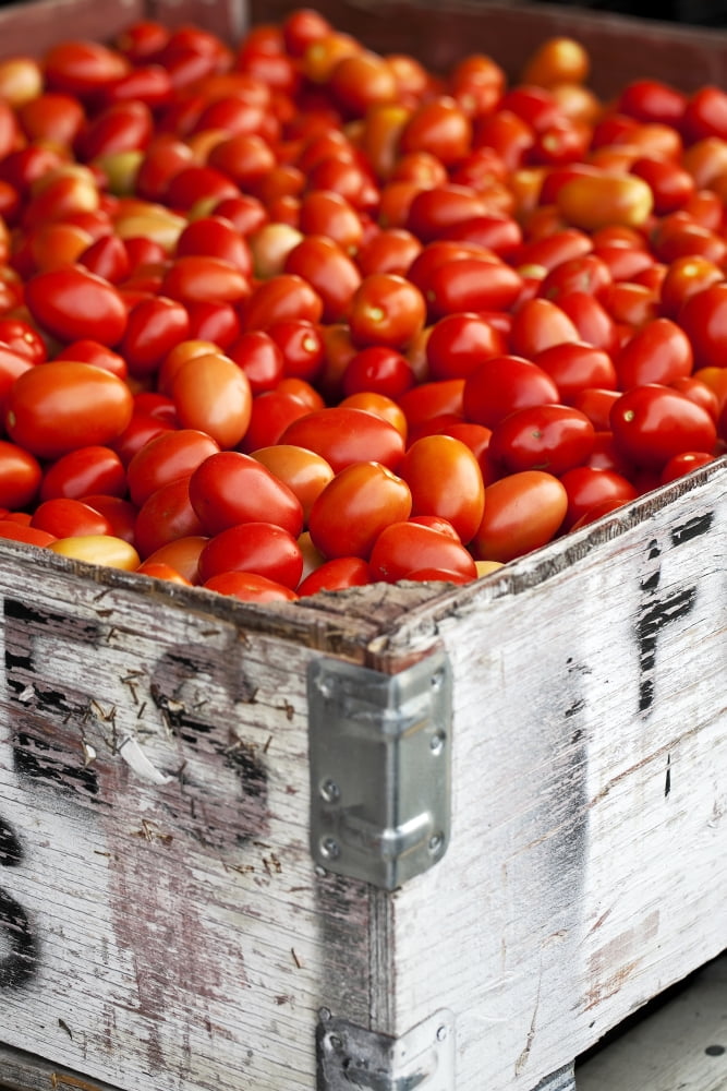 roma-tomatoes-at-an-outdoor-market-in-the-okanagan-valley-osoyoos