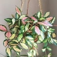 thumbnail image 3 of Hoya Carnosa Krimson Queen Plant 4 - 8 Inch Tall, Variegated Leaves Hoya Krimson Queen for Indoor Houseplant, 3 of 6