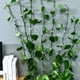 thumbnail image 2 of Bearachild Accesorio para plantas, cierre autoadhesivo para escalada en pared, ganchos de vid, Clips fijos, soporte para dispositivos, accesorios, Jardín y Patio Medio, 2 of 6