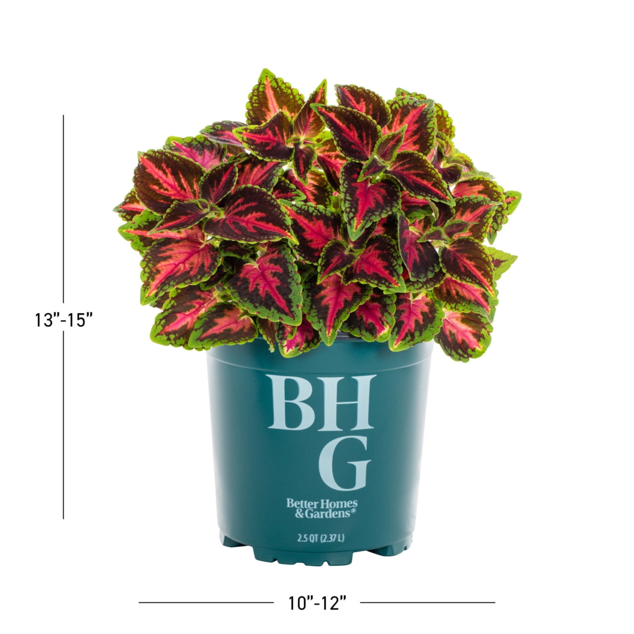 Better Homes & Gardens Coleus Live Annual Plant, Multicolor, 3-Pack, 2QT