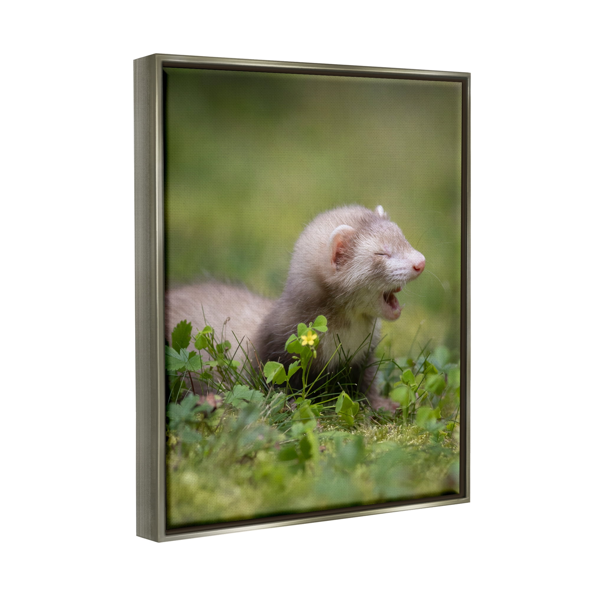 Stupell Industries Baby Ferret in Grass Animals & Insects Photography Gray Floater Framed Canvas Art Print Wall Art, 17 x 21