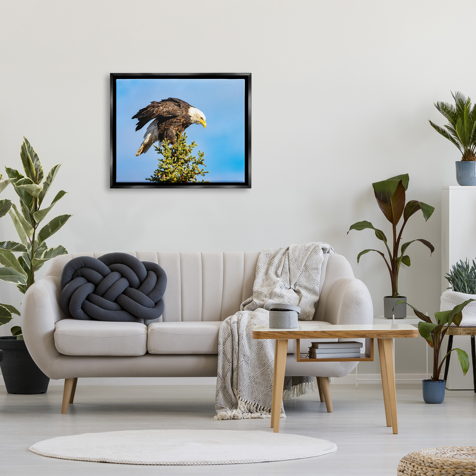 Stupell Industries Perched Eagle Photography Animals & Insects Photography Black Floater Framed Canvas Art Print Wall Art, 31 x 25