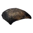 thumbnail image 2 of Camarasaurus Claw Replica - Museum Quality Dinosaur Fossil Reproduction - 11.5", 2 of 4