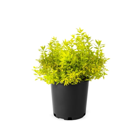 2 Gallon Goldmound Spirea Shrub