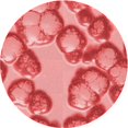 thumbnail image 1 of Ahgly Company Tapis Rond Lavable en Machine Intérieur Transitionnel Rose Corail Clair, 5 Pieds Rond, 1 of 7