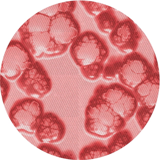 Ahgly Company Tapis Rond Lavable en Machine Intérieur Transitionnel Rose Corail Clair, 5 Pieds Rond