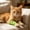 Green GN 1 Pack, variant on AuroraX Self Adhesive Vet Wrap for Dogs Breathable Cohesive Pet Bandage 3 Inches 5 Yards Hypoallergenic Latex Free Stretchable Wound Dressing for Cats Blue