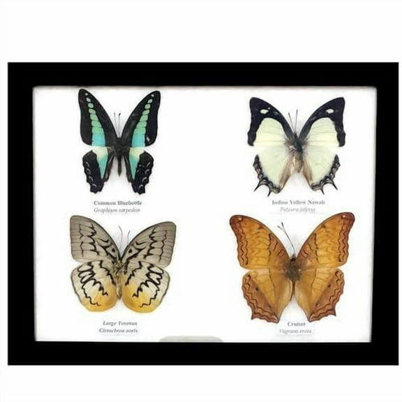 Real Framed Butterflies Art Taxidermy Artwork Wall Décor, Natural 9 x 7 Frame