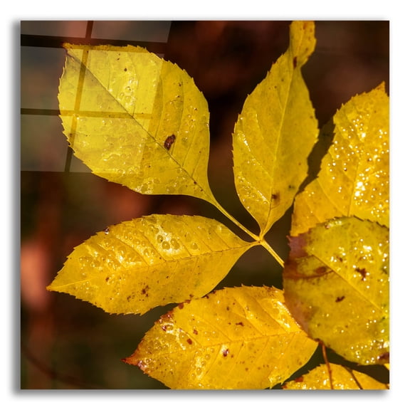 Epic Art 'Autumn 11' by Gordon Semmens Acrylic Glass Wall Art, 12" x 12"